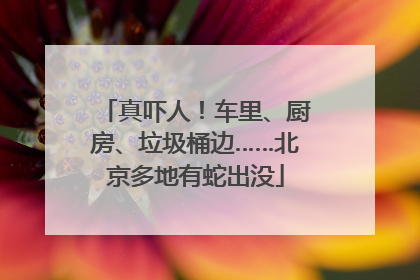 真吓人！车里、厨房、垃圾桶边……北京多地有蛇出没